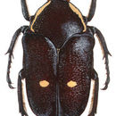 Image of Chiriquibia insignis (Janson 1888)