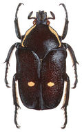 Image of Chiriquibia insignis (Janson 1888)