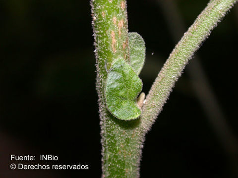 Image of Cestrum alternifolium (Jacq.) O. E. Schulz