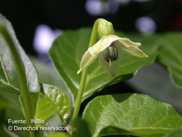 Image of pepper