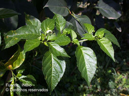 Image of pepper