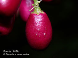 Image of purple cestrum