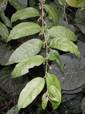 Image of purple cestrum