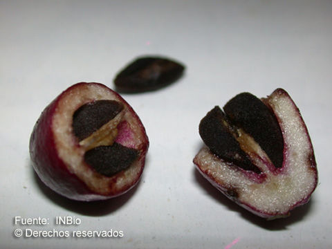 Image of purple cestrum