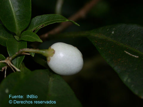 Image of Cestrum irazuense Kuntze