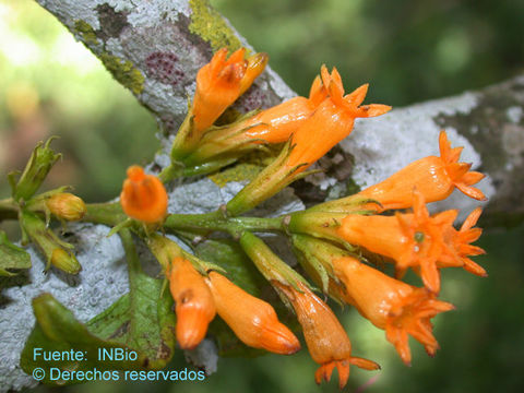 Image of orange jessamine