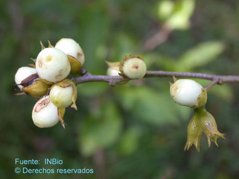 Image of orange jessamine