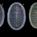 Image of Chiton stokesii Broderip 1832