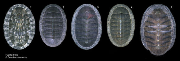 Sivun Chiton stokesii Broderip 1832 kuva