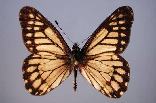 Image of <i>Catasticta nimbice bryson</i> Godman & Salvin 1889