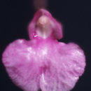 Image of Snail orchid