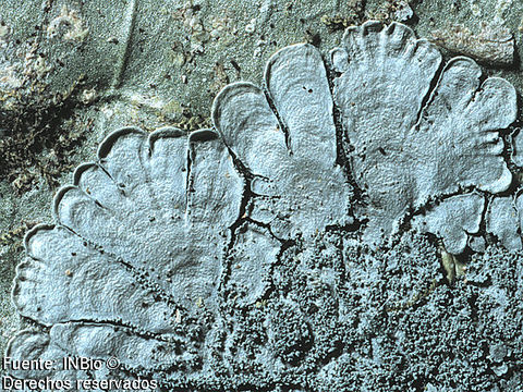Image of coccocarpia lichen