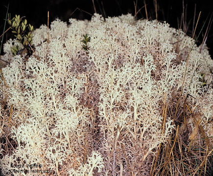 Image of <i>Cladina confusa</i> (R. Santesson) Follmann & Ahti