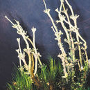 Image of Cladonia andesita Vain.