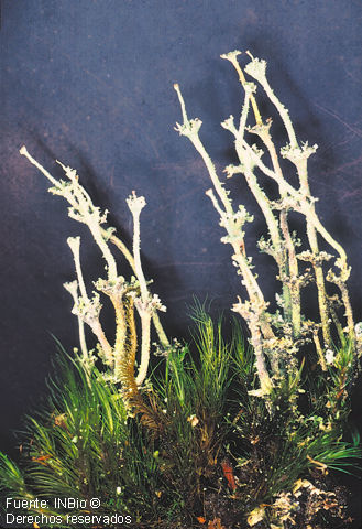 Imagem de Cladonia andesita Vain.