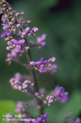 Plancia ëd Cornutia pyramidata L.