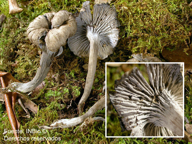 Plancia ëd Craterellus boyacensis Singer 1963