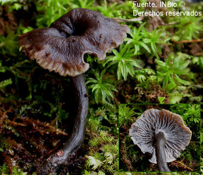 Image of Craterellus boyacensis Singer 1963