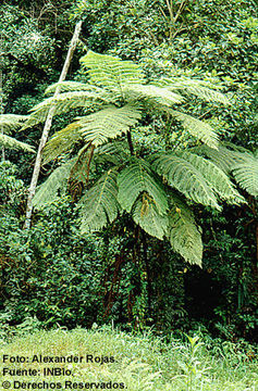 صورة Cyathea bicrenata Liebm.