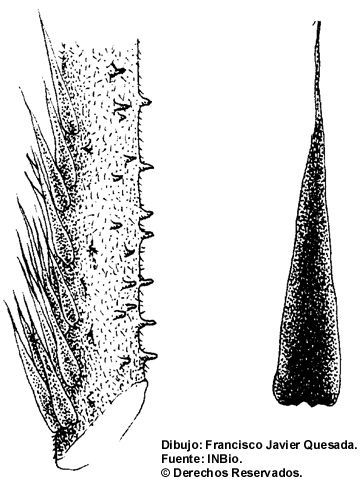 صورة Cyathea bicrenata Liebm.