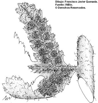 صورة Cyathea bicrenata Liebm.