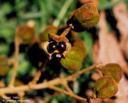 Image of Cupania rufescens Triana & Planch.