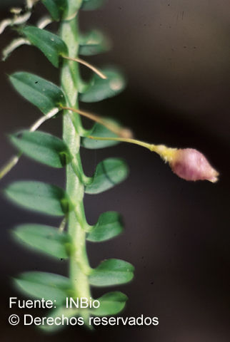 Image of Dichaea cryptarrhena Rchb. fil. ex Kraenzl.