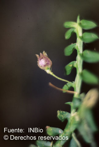 Image of Dichaea cryptarrhena Rchb. fil. ex Kraenzl.