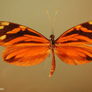 Image of <i>Dismorphia amphiona praxinoe</i> Doubleday 1844