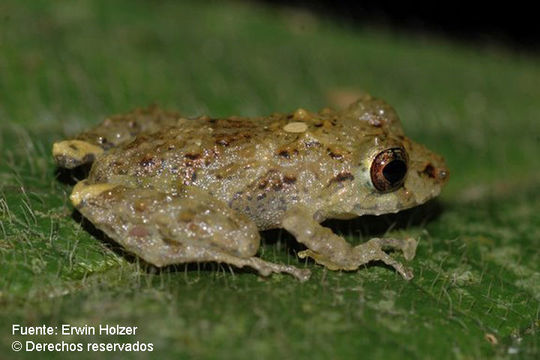 Sivun Pristimantis cruentus (Peters 1873) kuva