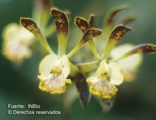 Image of Encyclia alata (Bateman) Schltr.