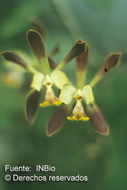 Image de Encyclia alata (Bateman) Schltr.