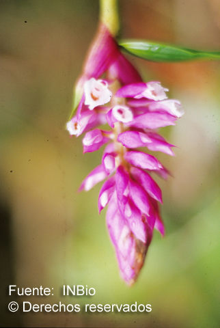 Image of Elleanthus glaucophyllus Schltr.