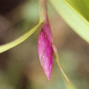 Image of Elleanthus glaucophyllus Schltr.