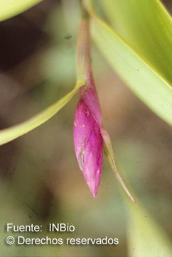 Image of Elleanthus glaucophyllus Schltr.