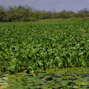 Image of water hyacinth