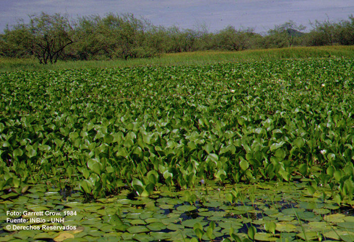 Image of water hyacinth