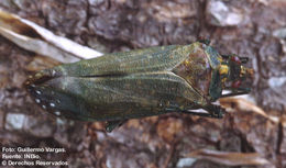 Image de Enchophora subviridis Distant 1887