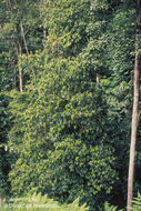 Image of Fusispermum