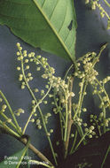 Image of Fusispermum