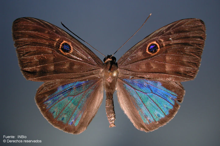 Image of Eurybia lycisca Westwood (1851)