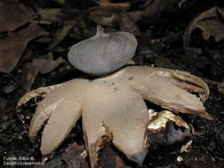 Image of <i>Geastrum lloydianum</i> (Rick) P. Ponce de León