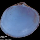 Image of <i>Felaniella cornea</i>