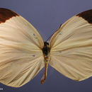 صورة <i>Eurema <i>albula</i></i> albula (Cramer 1775)