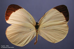 صورة <i>Eurema <i>albula</i></i> albula (Cramer 1775)