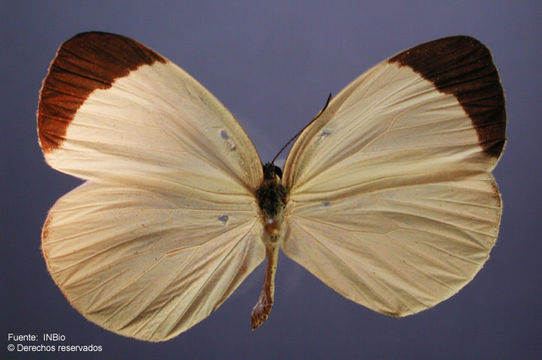 Слика од <i>Eurema <i>albula</i></i> albula (Cramer 1775)