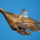 Image of Guayaquila gracilicornis Stål