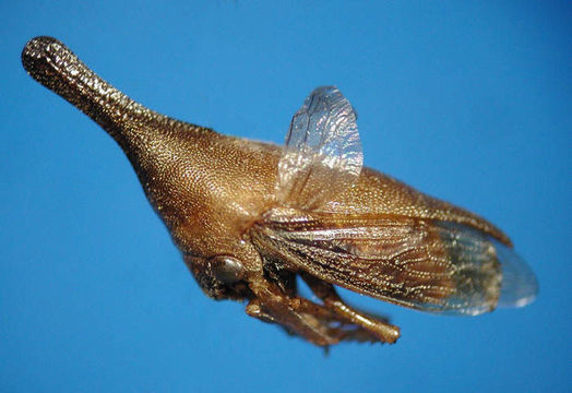 Image of Guayaquila gracilicornis Stål