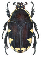 Image of Guatemalica hueti (Chevrolat 1870)