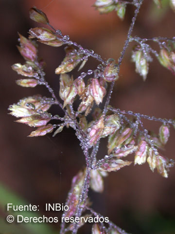 Image of velvetgrass